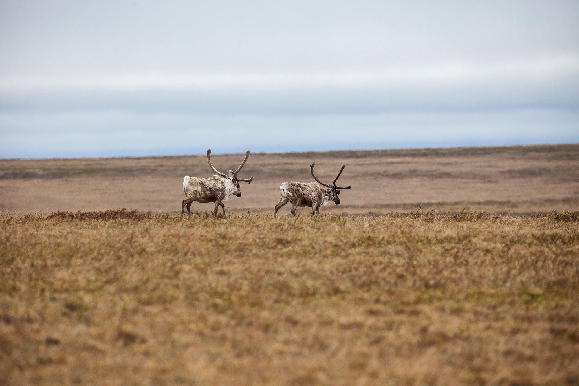 Drill, Baby, Drill! Alaskan Oil Extraction